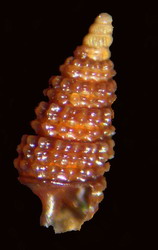 Cerithiopsis cfr. barleei